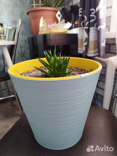 Комнатные цветы