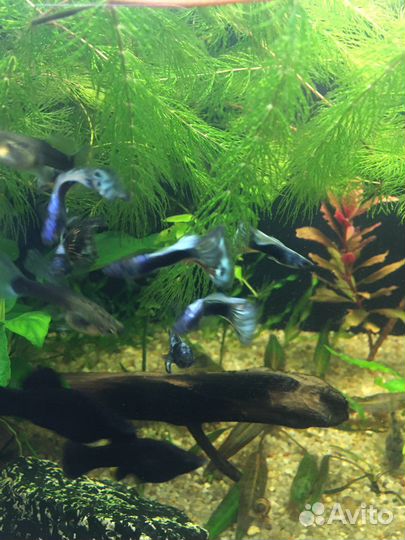 Молинезии,растения и др