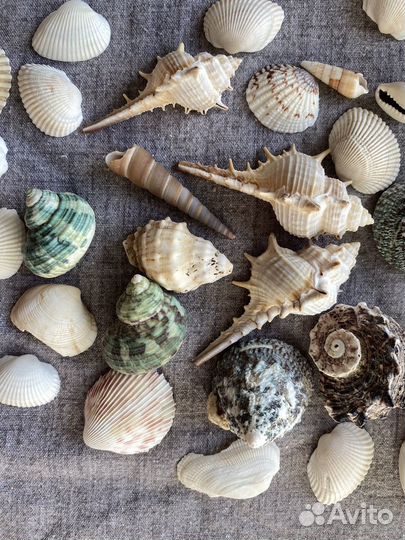 Ракушки для поделок/ ракушки для аквариума
