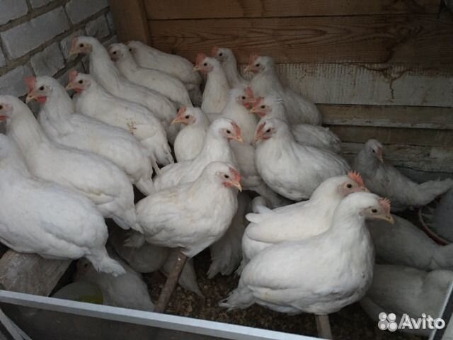 Куры молодки