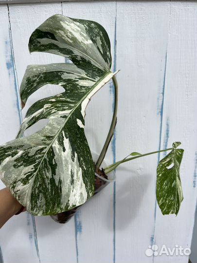 Монстера альба