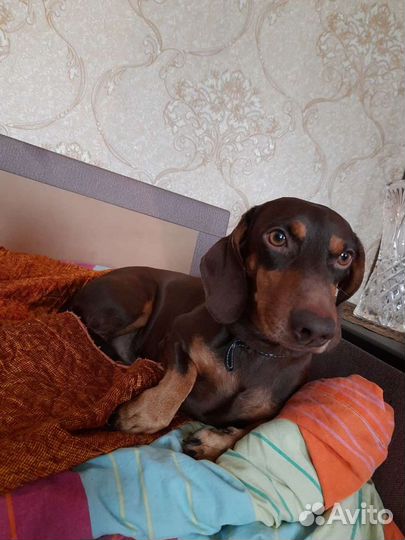 Такса вязка