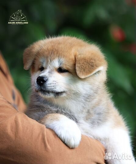 Замечательные щенки Акита-Ину для Вас