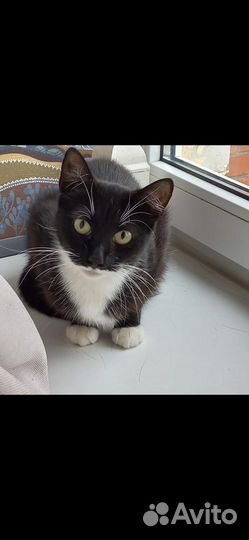Кошка в дар бесплатно