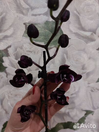 Чёрная орхидея