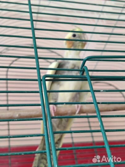 Попугай корелла птенец