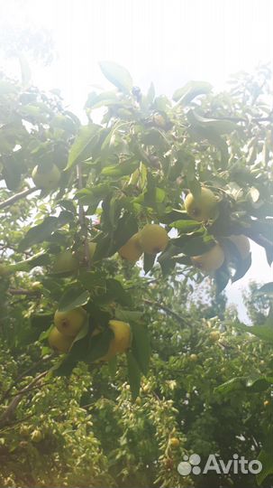 Груша ранняя