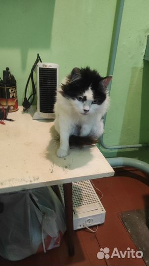 Кошка в добрые руки