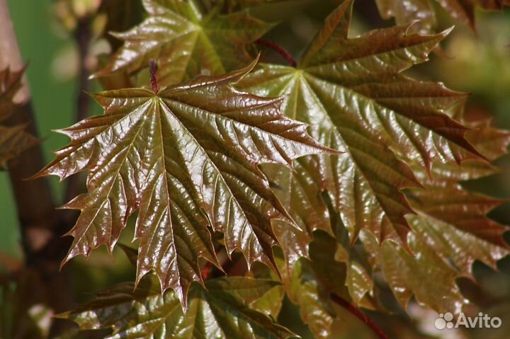 Клен остролистый Шведлери (опт)