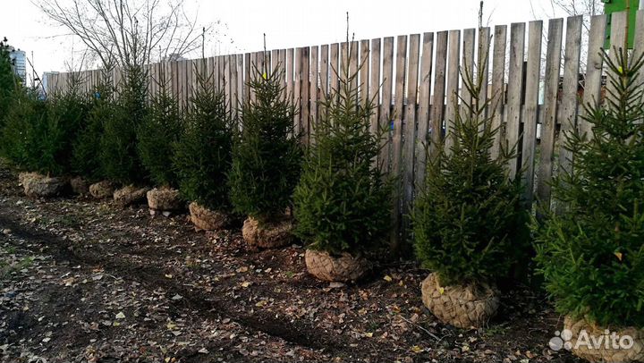 Саженцы ели от производителя экстра класс