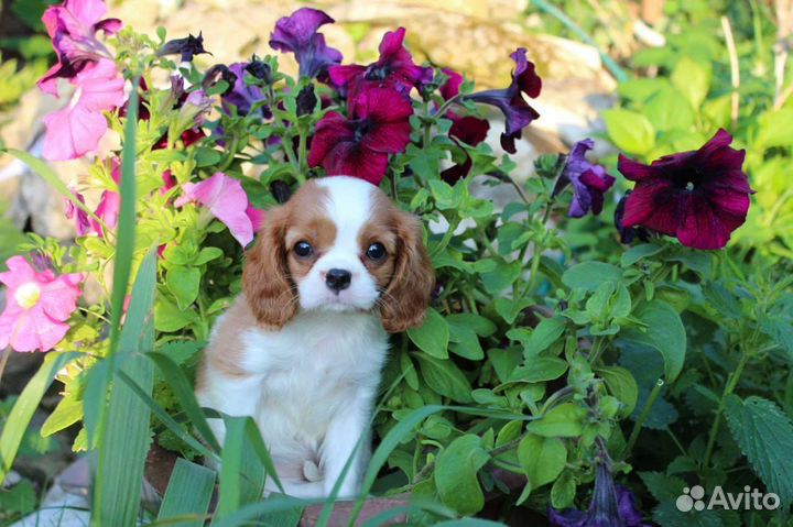 Кавалерочка