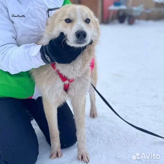Собака в свой дом