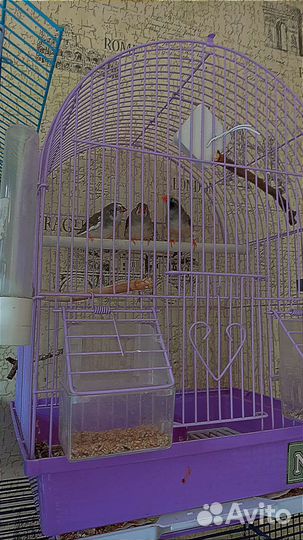 Клетка с птичками