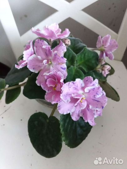 Сортовые фиалки