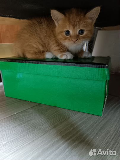 Кошечка в дар