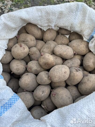 Картофель мелкий