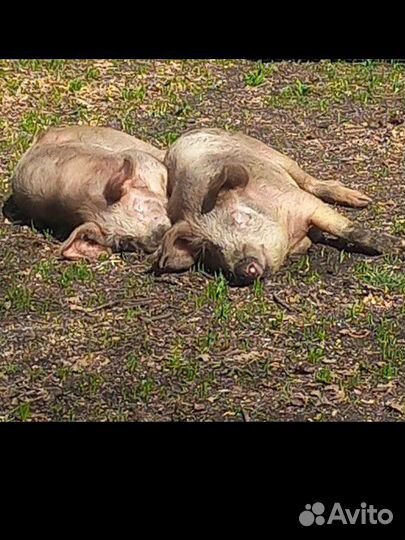 Хряк на племя