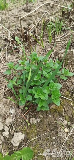 Чеснок для посадки пророщенный