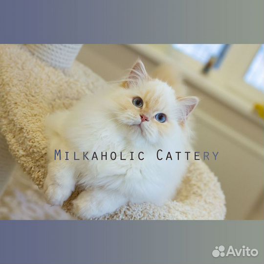 Скоттиши высшей лиги