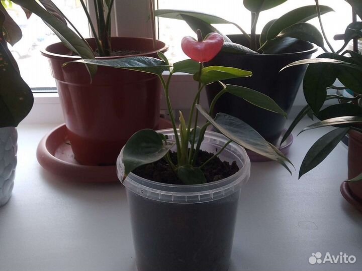 Антуриум розовый