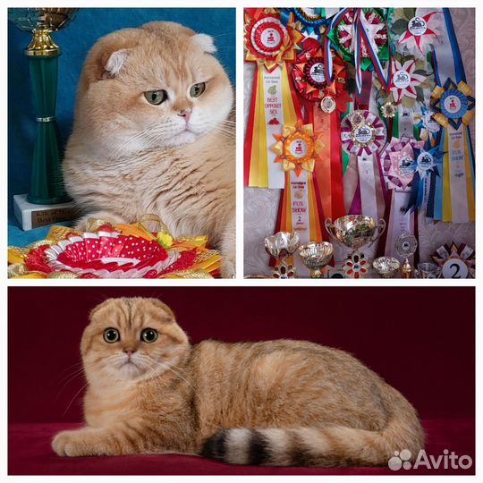 Шотландские чистопородные котята золотая шиншилла