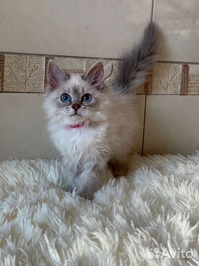 Невская маскарадная