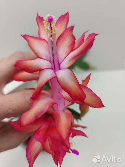 Декабрист шлюмбергера сортовые