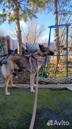 Собака Грейси ищет дом