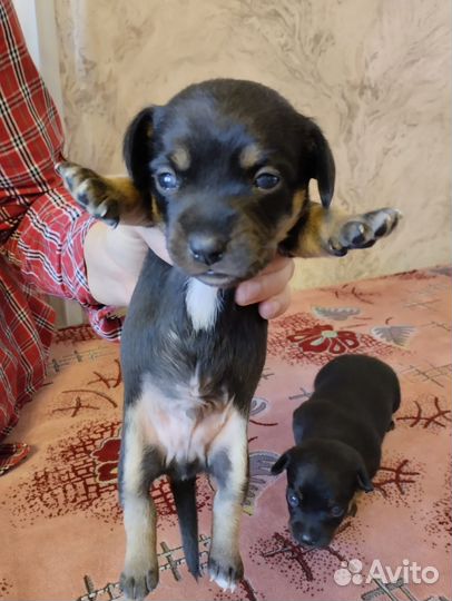 Той-терьер щенок