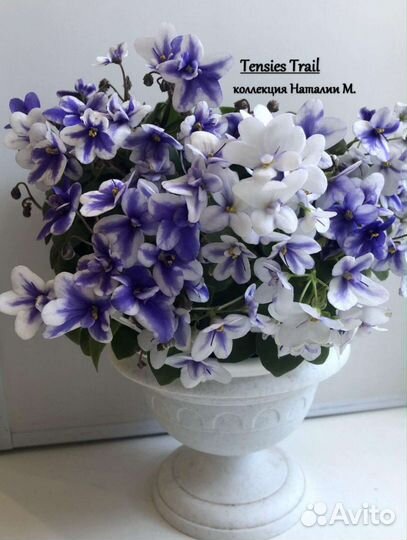 Фиалки трейлеры