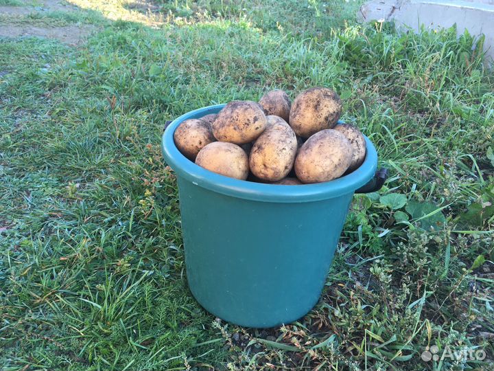 Продам картофель