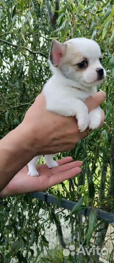 Детишки чишки