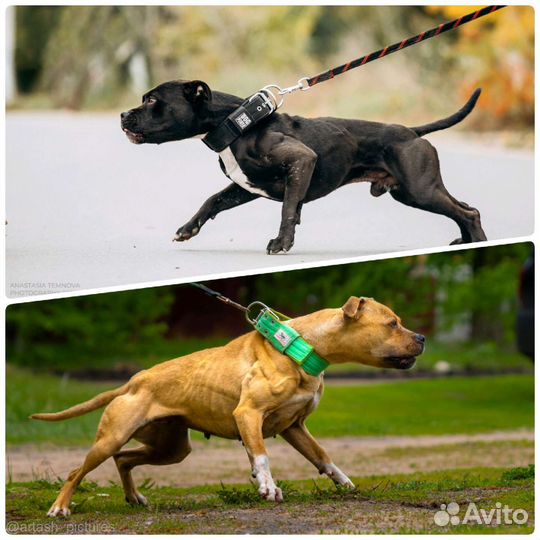 Питбультерьер