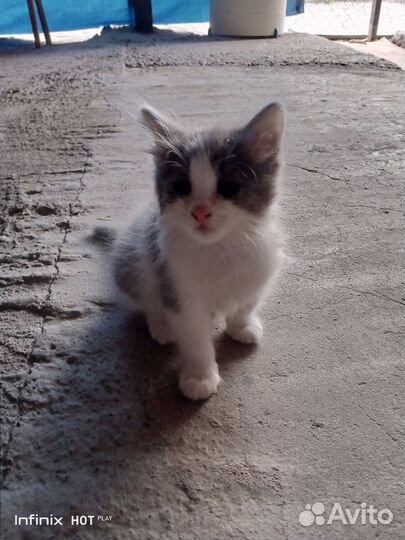 Котёнок мальчик