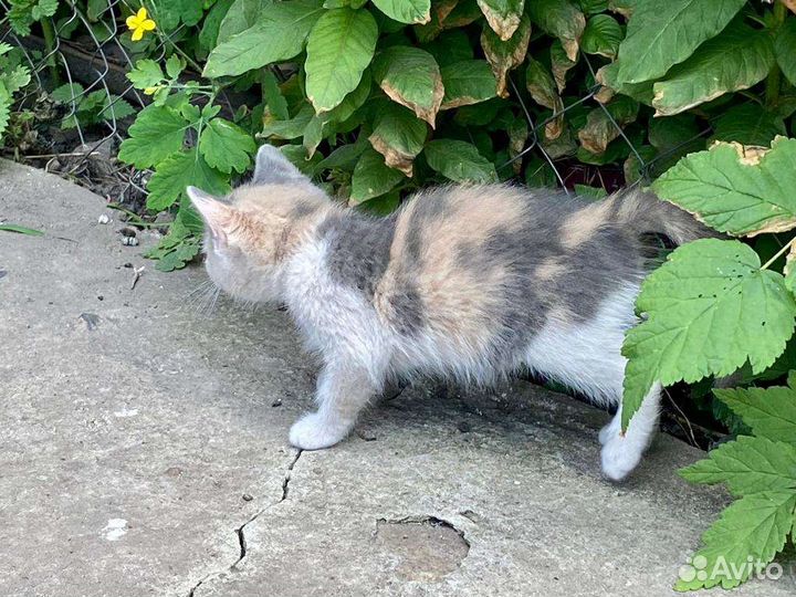 Котëнок