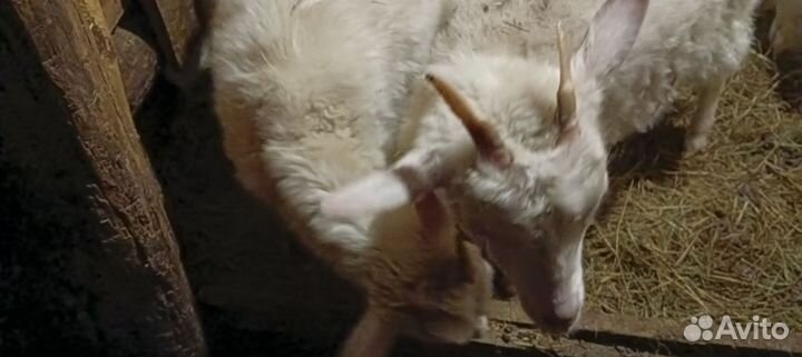 Козлята, козел