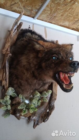 Чучело волка