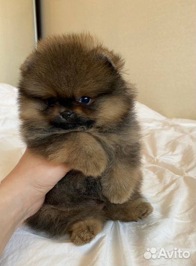 Померанский шпиц мини