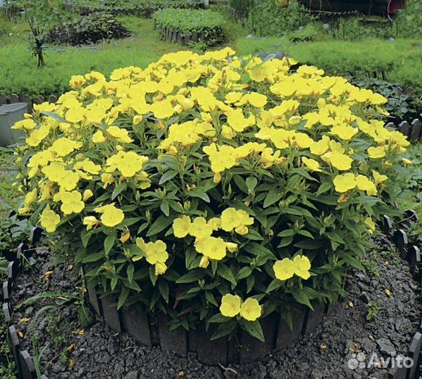 Энотера многолетняя (деленка)