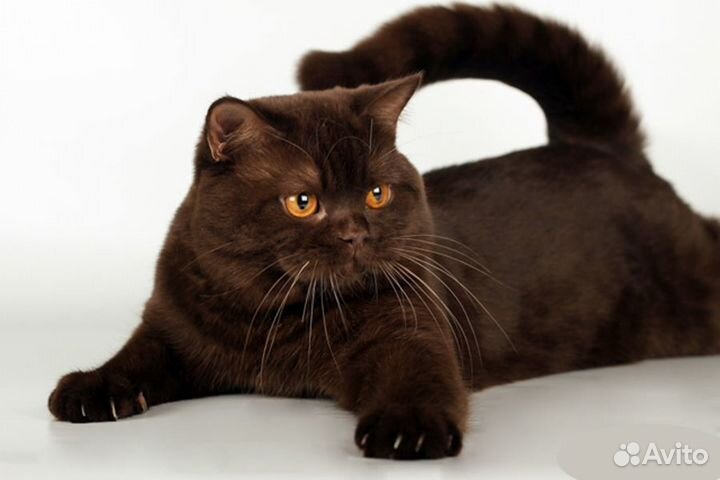 Британская