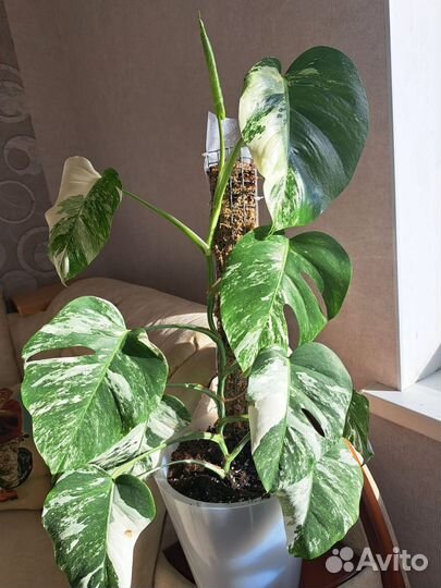 Монстера вариегатная альба