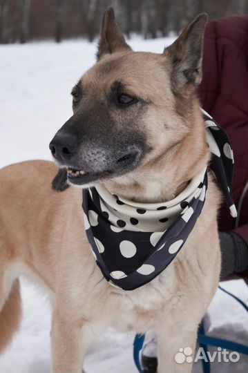 Подарите дом трепетной Аннабель