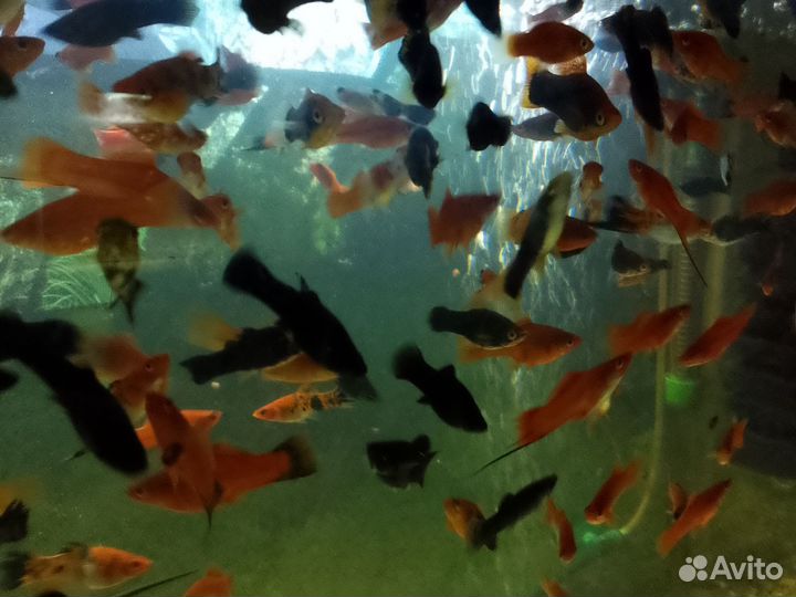 Живородящие рыбки