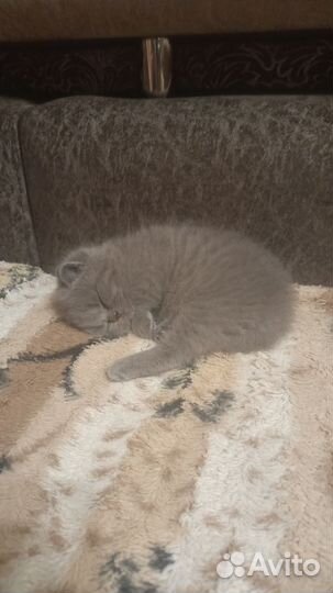 Британские котята