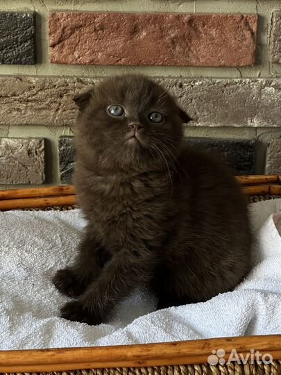 Шотландские скоттиш-фолд и страйт котята