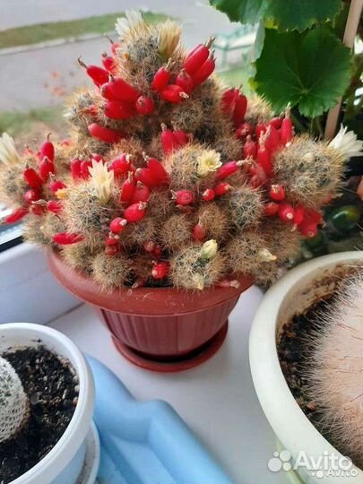 Кактусы Маммиллярия пролифера,опунции