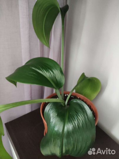 Эухарис амазонская лилия