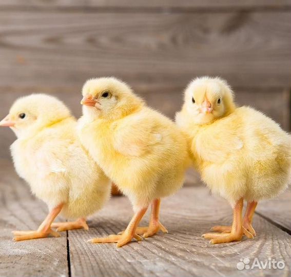 Суточные цыплята бройлеры с доставкой