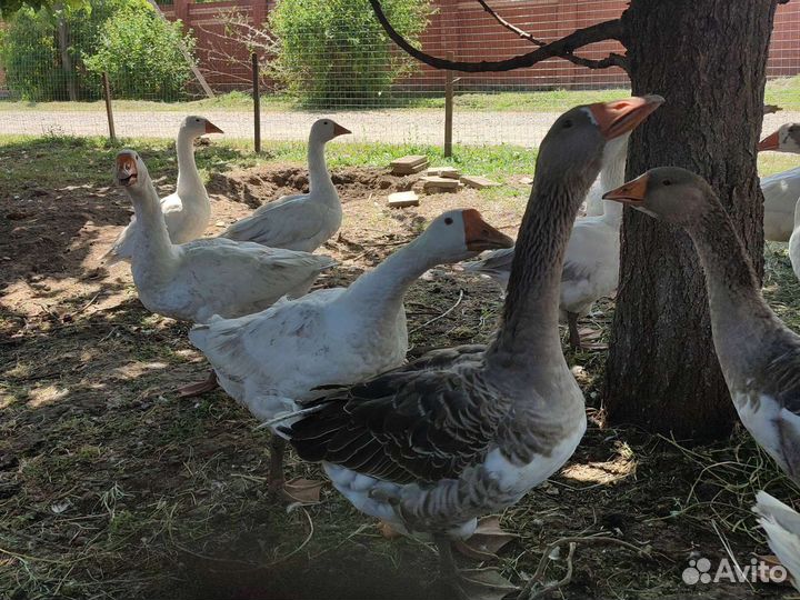 Гуси, Мясо Гуся, Петух