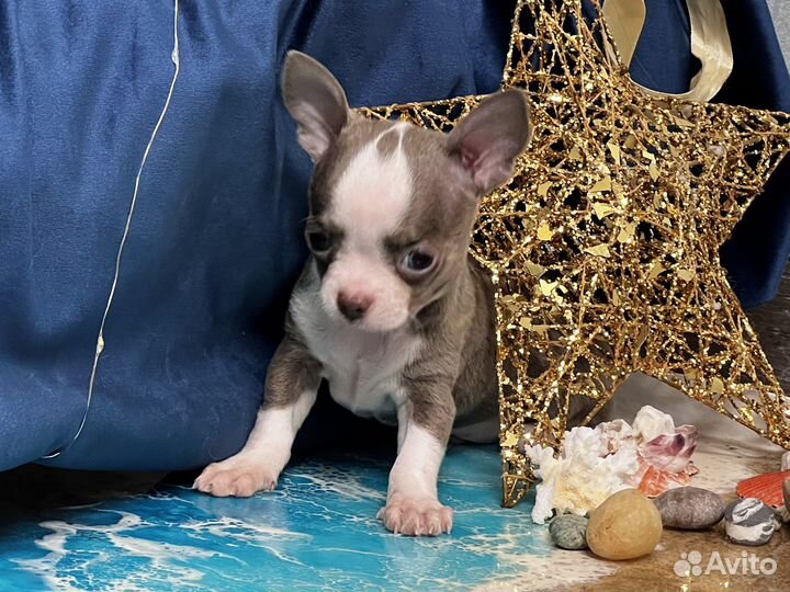 Лиловые Чихуахуа мини